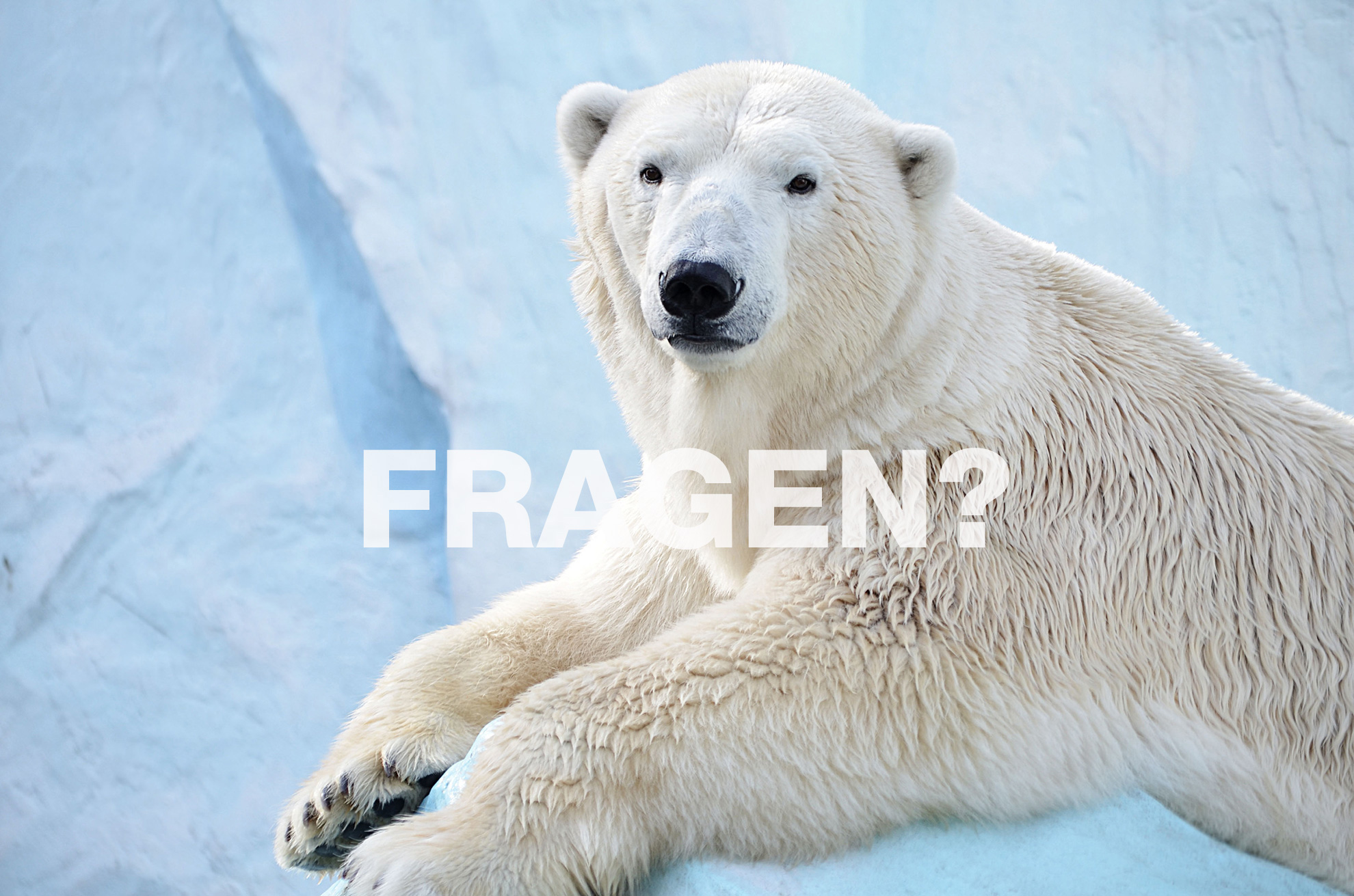 Eisbär 2